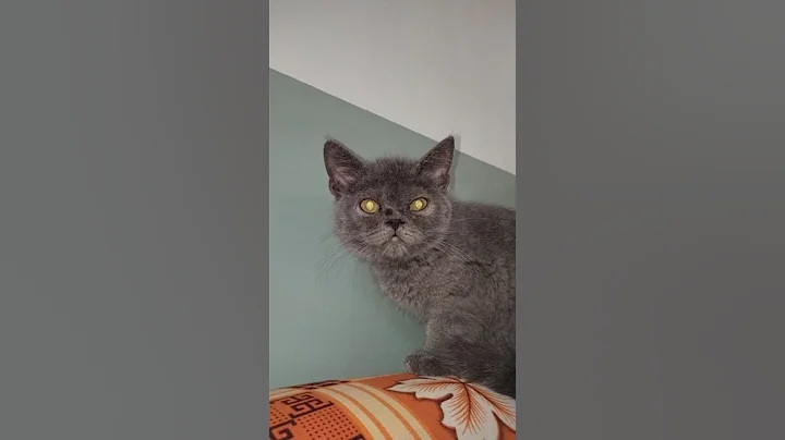 Watch the video about British#Cat#videos#watching#shorts#$🐈‍⬛🦋🐾