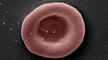 First ever clinical trial of lab-grown red blood cell transfusion