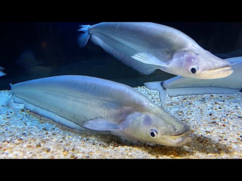 クリプトプテルスアポゴン Phalacronotus apogon