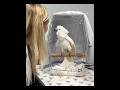 Do parrots like veterinarians? or  the veterinarian really likes my parrot#happy #surprise #parrot