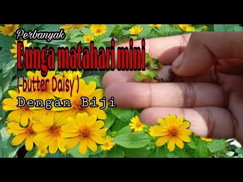 Video: Perawatan Daisy Tepi Laut - Tips Menanam Daisy Tepi Laut Di Kebun