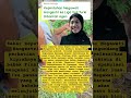 Megawati Hangestri ke Liga Voli Turki Dibantah Agen #shortvideo #megawatihangestri Mp3 Song