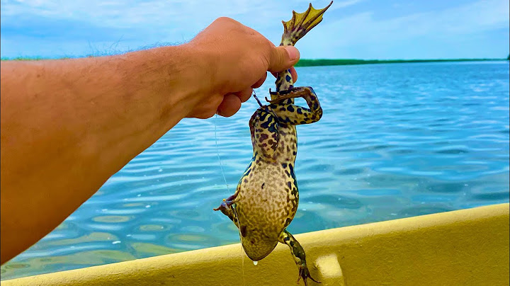 THEY SWALLOW THESE TOADS fishing in Astrakhan