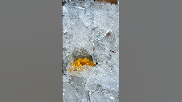 #عبدالرحمن_مسعد #عبدالرحمن_مسعد_تلاوة_جديدة #trending #viralvideo #islamicstatus