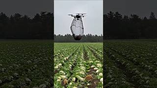 Дроны ловят диких кабанов, которые уничтожаютcrops1#сельскаяжизнь#умноефермерство#сельская жизнь