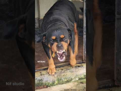 Dog Barking Sounds To Makes Your Dog React Viral Dog Angrypuppy Angrydog Cutepet Angry