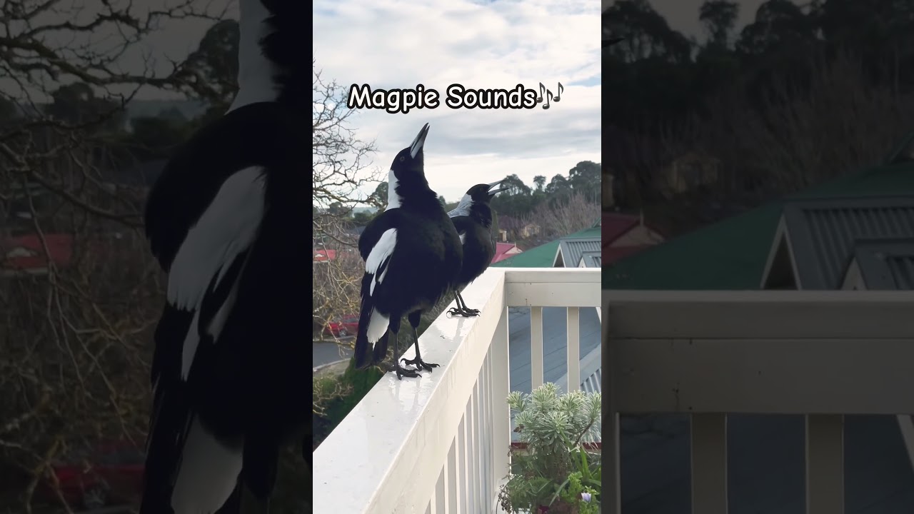 Magpie Sounds