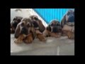 Funny dogs  funny dogs compilation 2