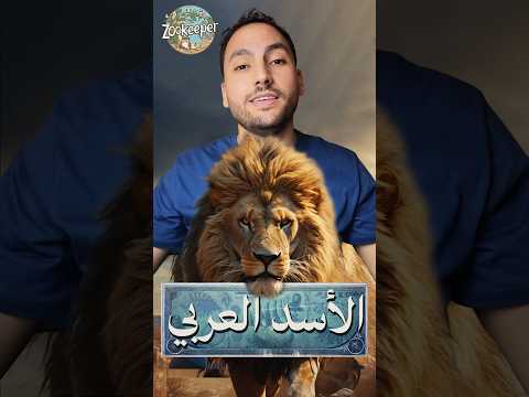 كيف انقرضت الأسود من الجزيرة العربية حيوانات معلومات أسد انقراض الجزيرة العربية