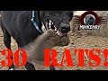 Mink and Dogs DESTROY 30 RATS!!! - YouTube