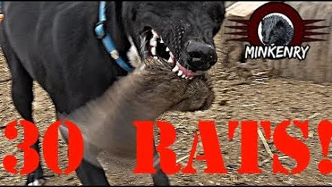 Mink and Dogs DESTROY 30 RATS!!!