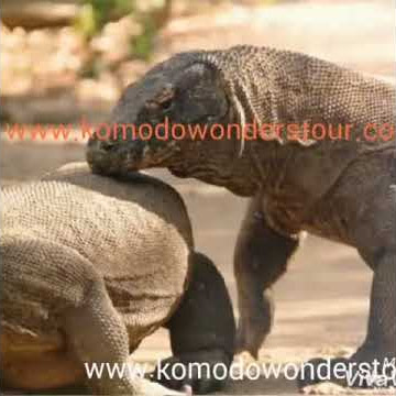 Komodo and Flores island(5)