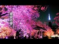 【Cherry and Azalea blossoms】 Double-flowered cherry and Azalea blossom&#39;s season in TOKYO 八重桜と#ミツバツツジ