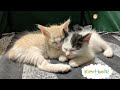 Japanese Bobtail Kittens - LIVE - Feeding time! の動画、YouTube動画。