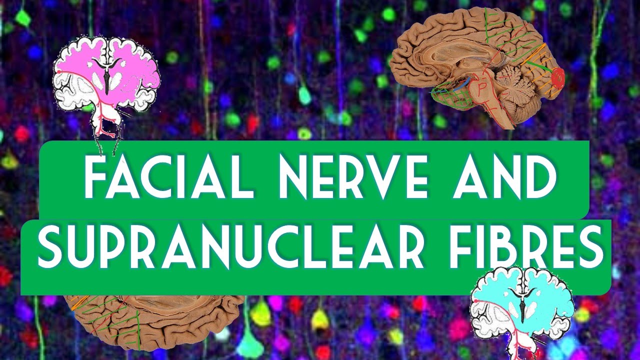 Facial nerve and supranuclear fibres YouTube