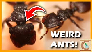 What on Earth is a TURTLE ANT?! - The World's Best Nest Guardians