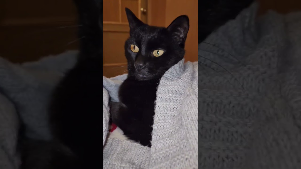 #видосыоткота