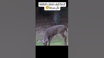 #سورة_آل_عمران  #أحمد_سعيد_كساب #لحظات_خاشعة #اكسبلور #المصحف #راحة_نفسيةتلاوات #ترند