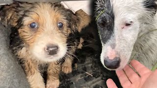We found soaked mom dog and her puppies and took them to their new home.