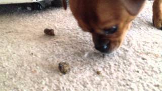 So... i walked down the stairs this morning and found sausage munching
on some cat truffles. gross!!!