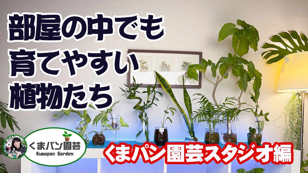 日当たりの悪い部屋の中でも育てやすい観葉植物たち くまパン園芸 Youtube