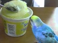 セキセイインコぴよよんカキ氷おいちいな