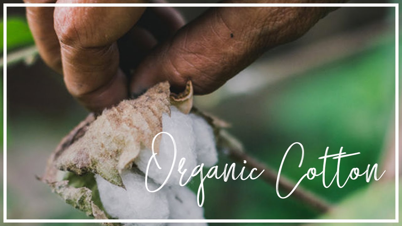 What is organic cotton and why does it matter  Hubbub Investigates