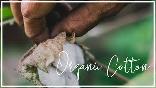 What is organic cotton and why does it matter? | Hubbub Investigates