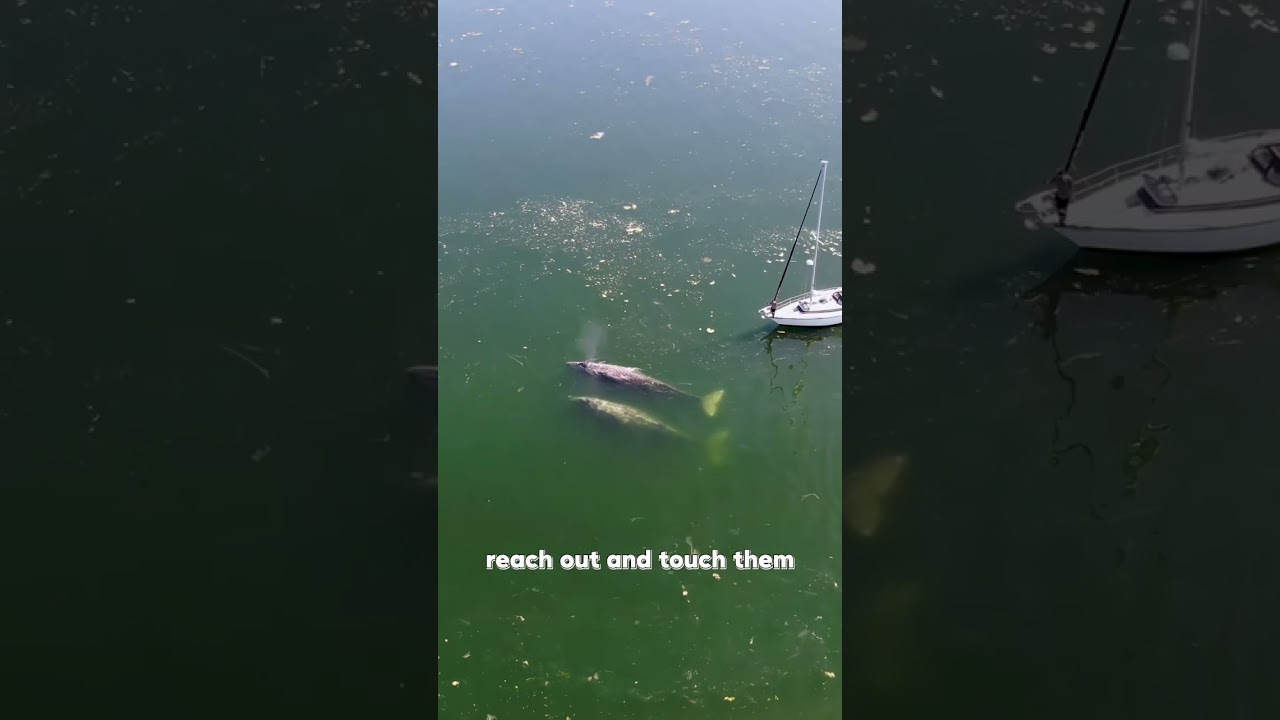 Whale Encounter Sailing the Pacific Northwest