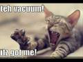 Really Funny Cat Pictures