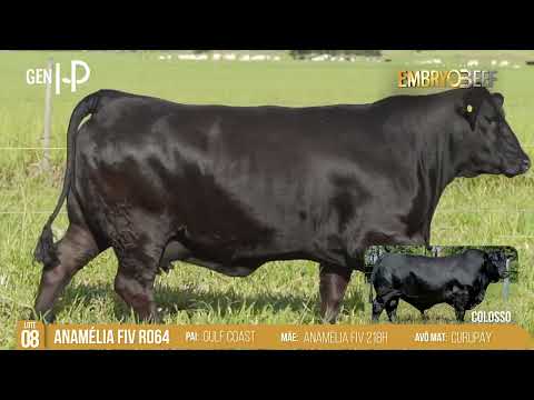 LOTE 08 ANAMÉLIA FIV R064