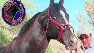 CARRERA DE COMPROMISO!!! EL MACHETE VS EL CHOCOLATE DE CUADRA CANALES EN VOLCANES JALISCO