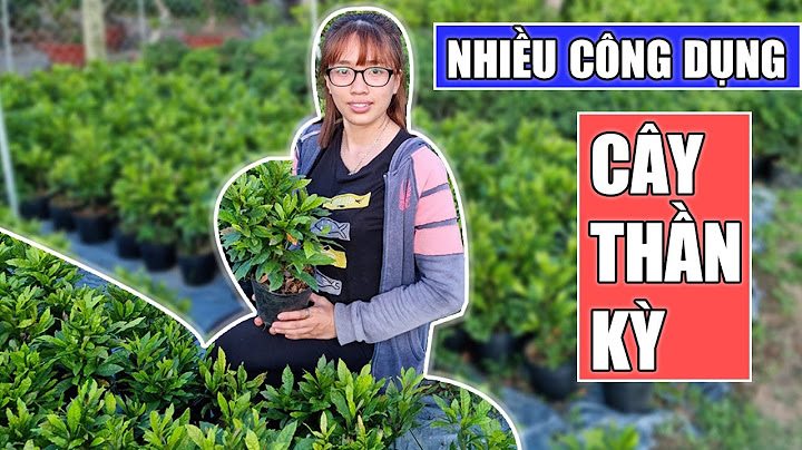 Cây thần kỳ xay sinh tố như thế nào năm 2024