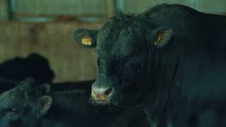 Мраморная говядина от Labinsk Beef