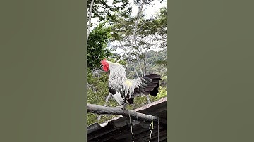 #chicken Tiếng gà rừng gáy chuẩn 2025 #garung