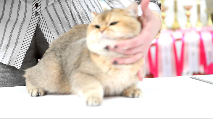 Watch the video about Goden shaded british shorthair