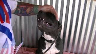 Ruegar 1-2 Yr. Old Pit Bull Rifle Animal Shelter 979-625-8808