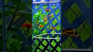 The Bird Poop Caterpillars