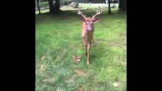 Compilation Of Vines & Videos Of Kevin Pena, His Deer Friend Money & Moneys Family