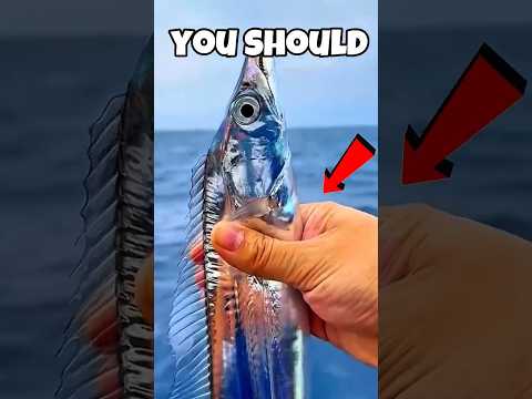 Animals You Should NEVER Pick Up 😳☠️ #AnimalFacts #weirdanimals  #Wildlife #animalfacts