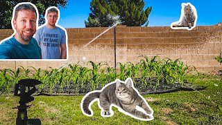 Defending our CORN PATCH from the naughty CATS