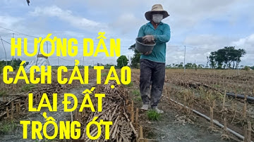 HƯỚNG DẪN CÁCH CẢI TẠO LẠI ĐẤT TRỒNG ỚT