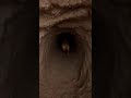 Tiny Camera on a Prairie Dog | Underground World Revealed