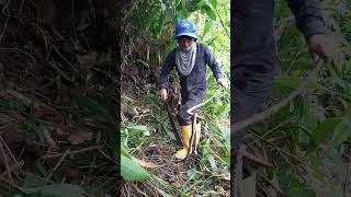 Serpiente X (barba amarilla)La más venenosa del mundo