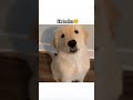 Golu molu cute potato😘#dog #trending #dogmemes