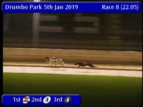 IGB - greyhound-data.com  05/01/2019 Race 8 - Drumbo Park