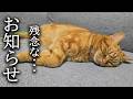 とても残念なお知らせ...