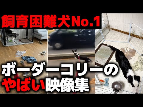 【衝撃映像】これを見てもボーダーコリーを飼いたいと思えますか?|現役飼い主たちから集めた“地獄の現実”集お見せします