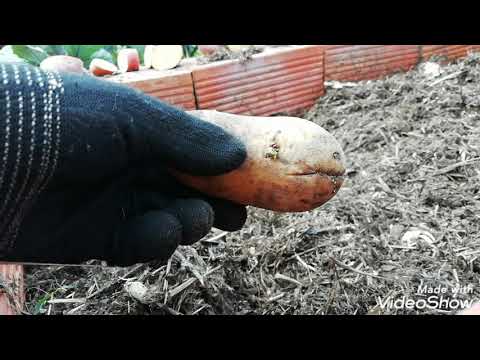 Video: Plantar Patatas Con El Método Antiguo