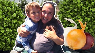 Homesteading with small children (harvest onions with me) VLOG by Fantail Valley Homestead 369 views 3 months ago 13 minutes, 47 seconds